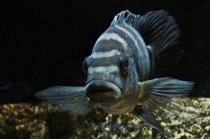 Pseudotropheus crabro 'Nakantenga Island'